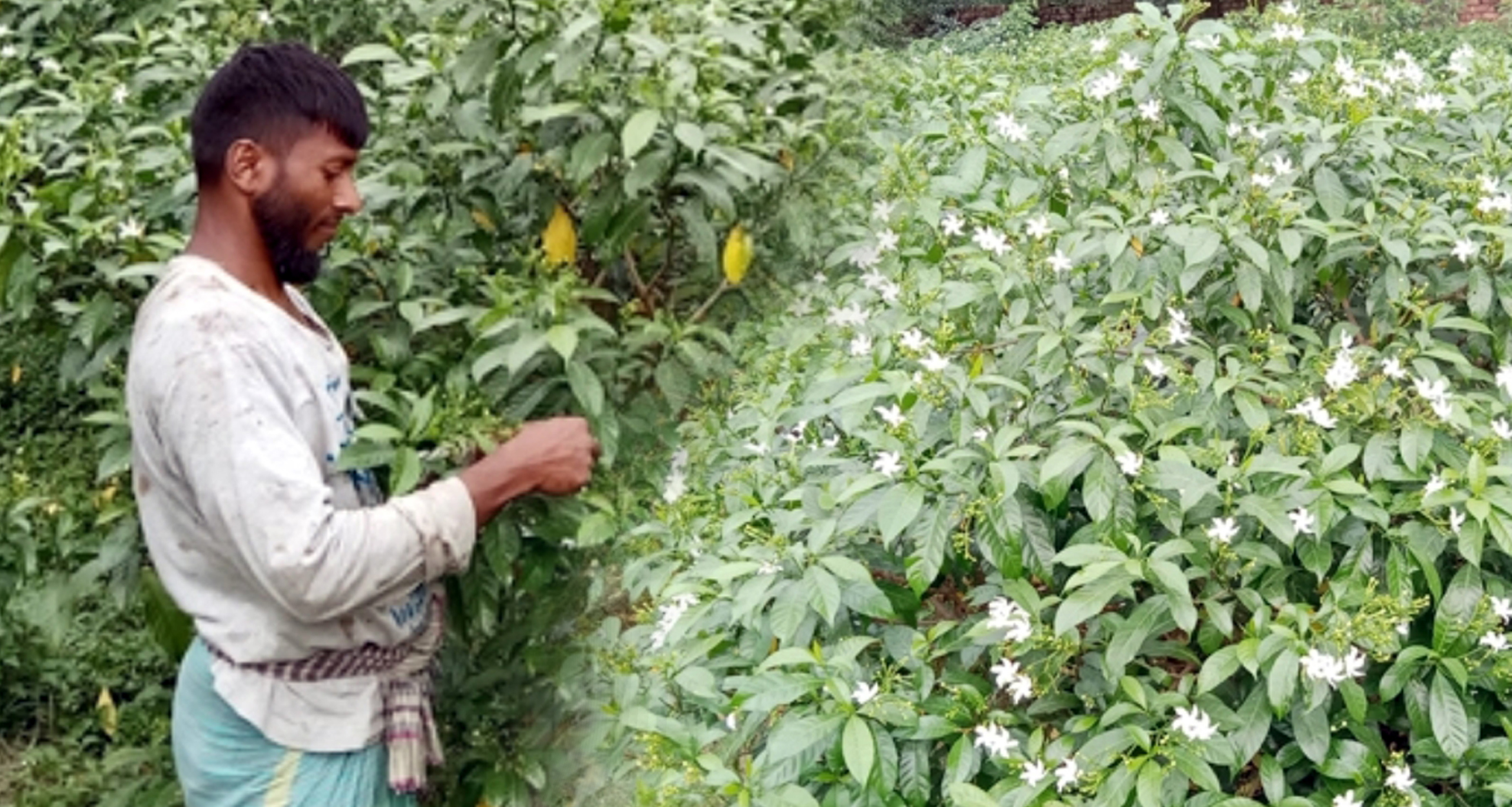 রাজধানীর ফুলের চাহিদা মেটাচ্ছে রূপগঞ্জের গাজরা ফুলের চাহিদা