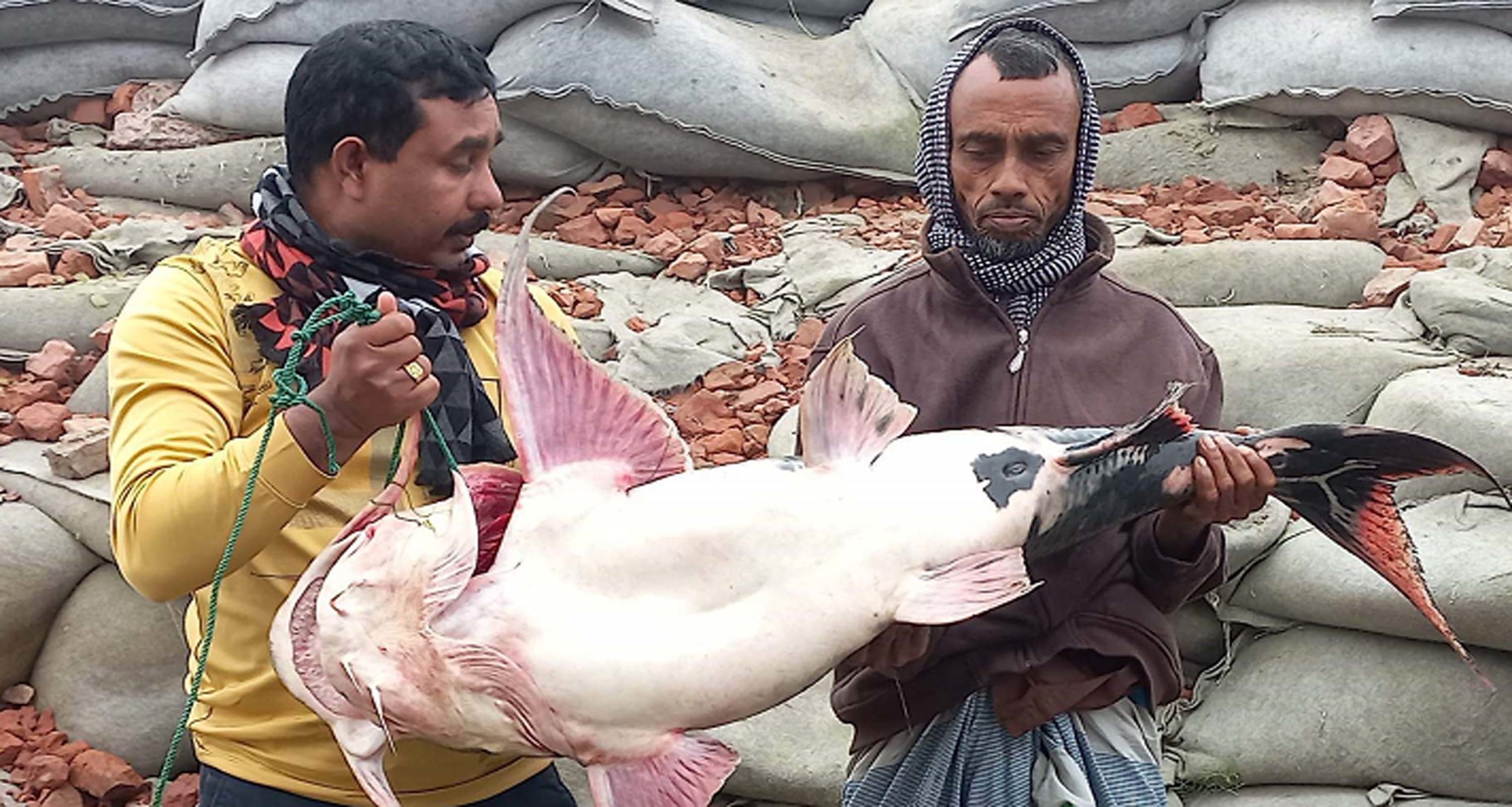 পদ্মায় জেলের জালে ধরা পড়েছে বিশাল বাঘাইড় মাছ বাঘাইড় মাছ