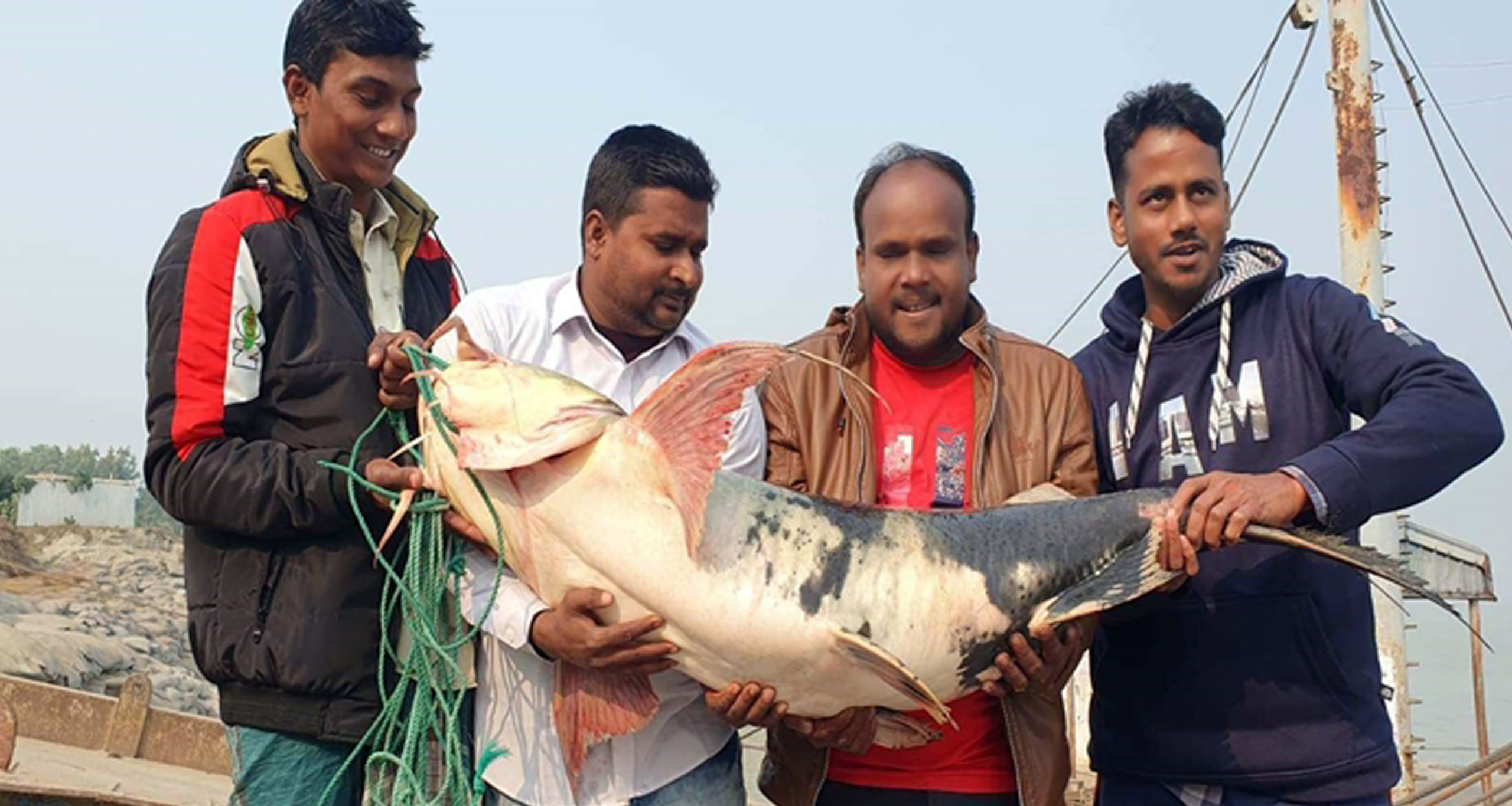 পদ্মায় ধরা পড়ল ২৭ কেজি ওজনের বাঘাইড় বাঘাইড়