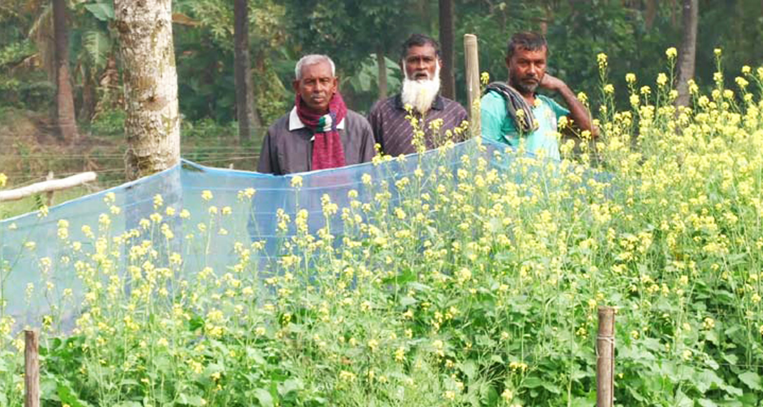 সরিষা চাষে সফলতা দেখছেন চাষিরা সরিষা চাষে বাম্পার