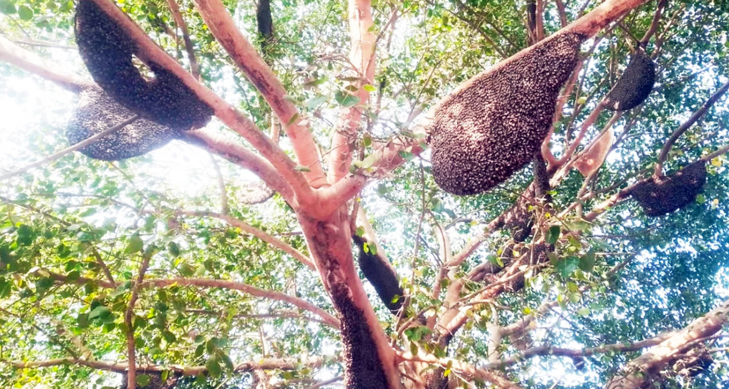 এক গাছে ৫০টি মৌচাক ৫০টি মৌচাক