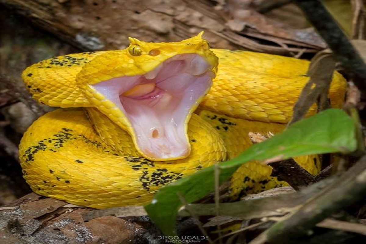 আইল্যাশ ভাইপার