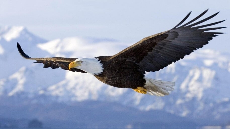 American-bald-eagle