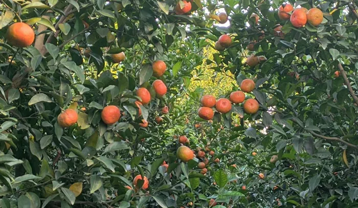 লালমনিরহাটে কমলা ও মাল্টা চাষে কোটি টাকা আয় একরামুলের