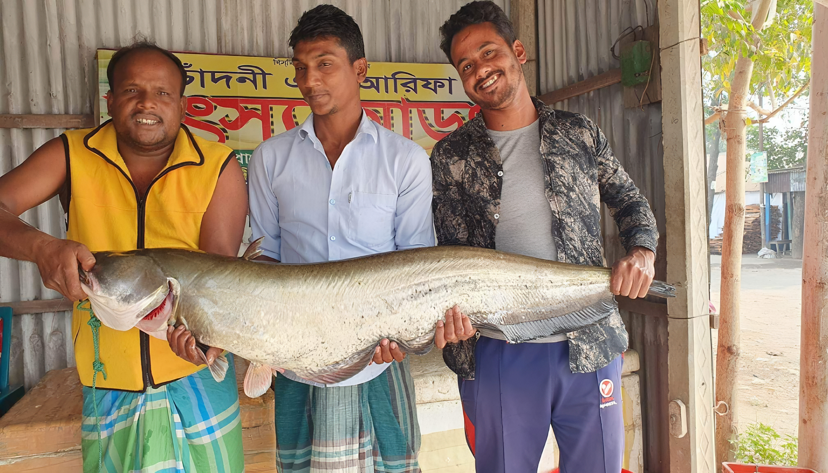 পদ্মার বোয়াল ও কাতল