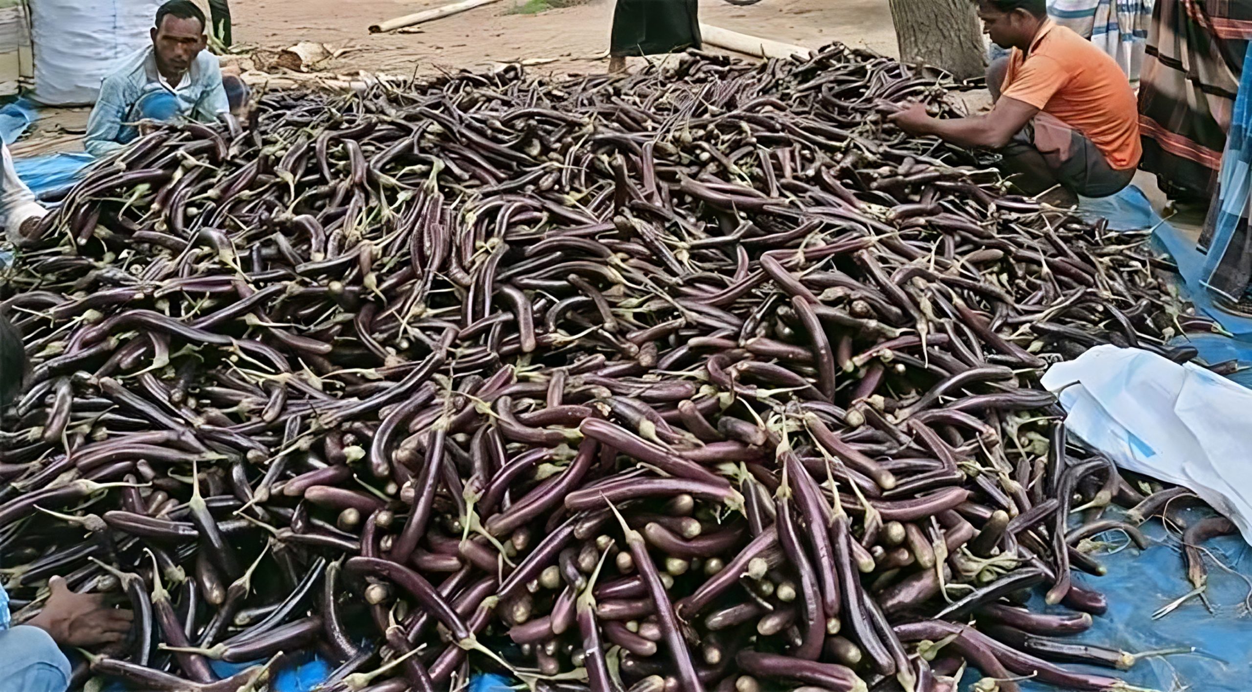 বেগুনের কেজি ৭ টাকা!
