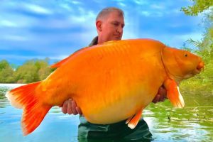 ৩০ কেজি ওজনের গোল্ডফিশ