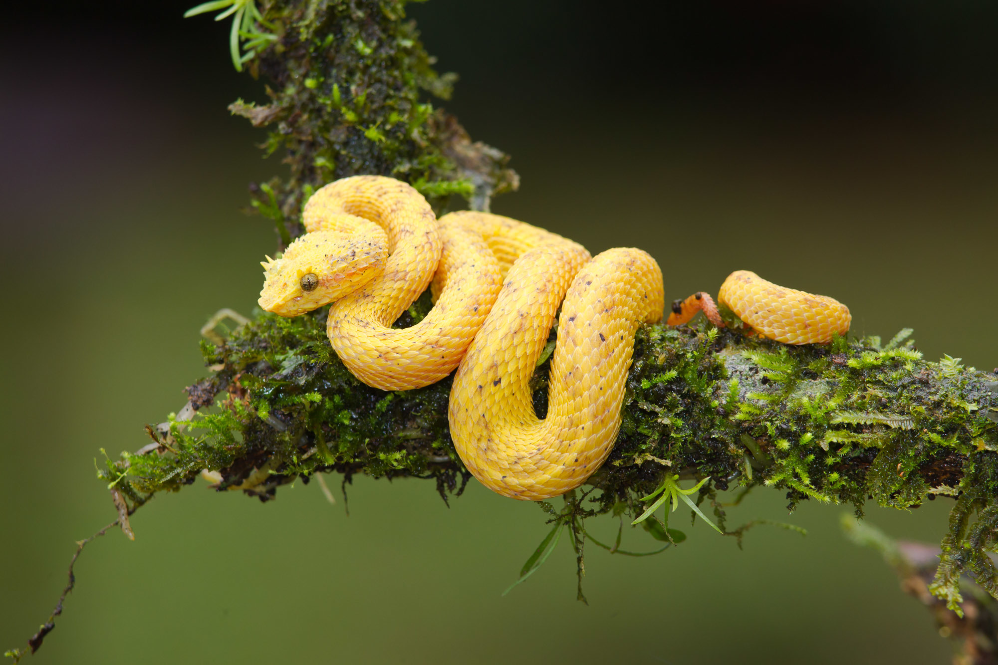 আইল্যাশ ভাইপার