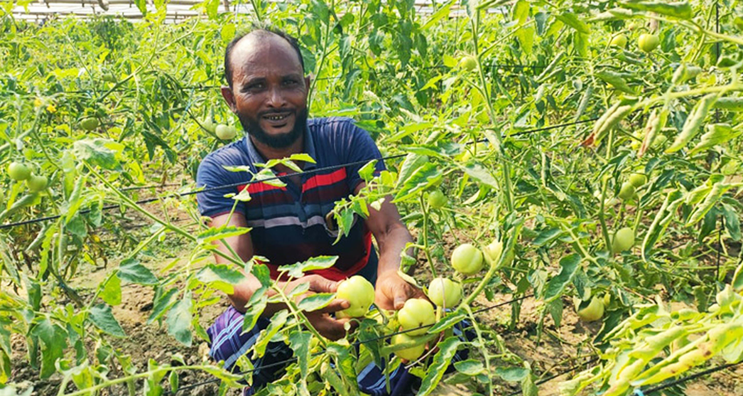 আগাম টমেটো আবাদ