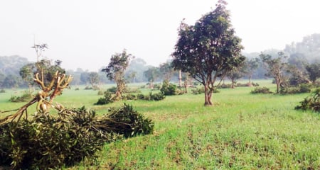 আমগাছ