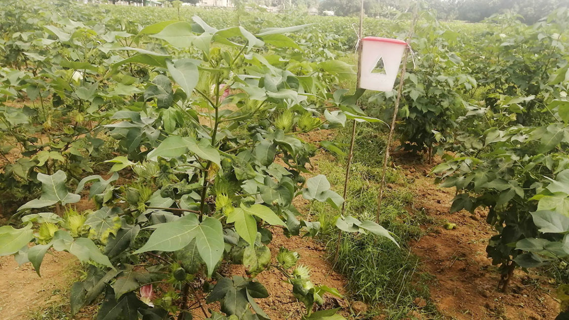 কার্পাস-১
