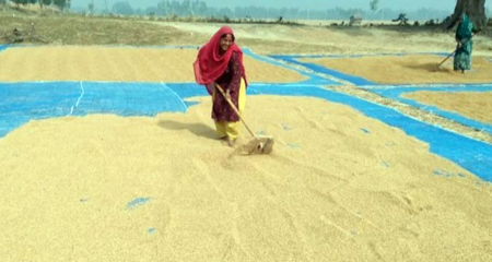 ধান সিদ্ধ-শুকানো