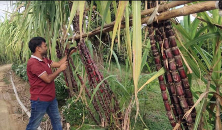 ফিলিপাইনের আখ-১