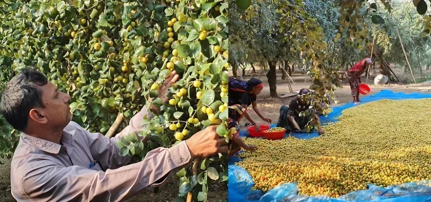 বরই বিক্রি করেন সিদ্দিক