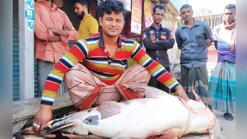 বাঘাইড় মাছ