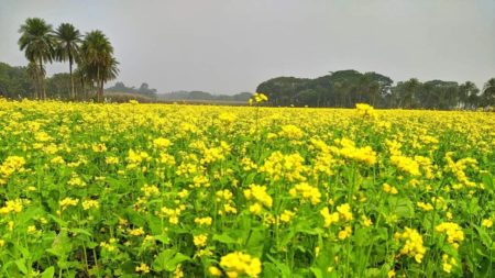 সরিষা