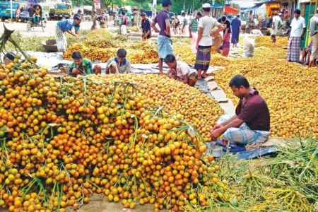 সুপারির ফলন