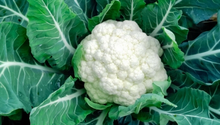 Cauliflower