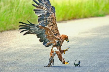 ক্ষুর্ধাত ঈগল ও সাহসী গিরগিটি