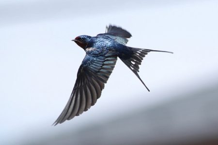 আবাবিল পাখি