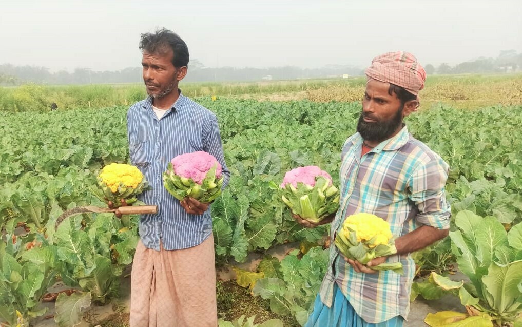 রঙ্গিন ফুলকপি 