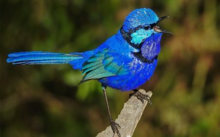 Splendid Fairywren