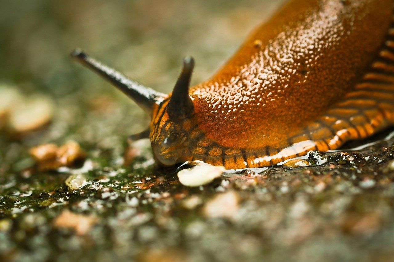 Limax pseudocinereoniger