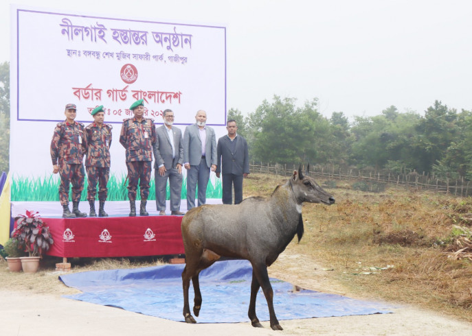 নীলগাই