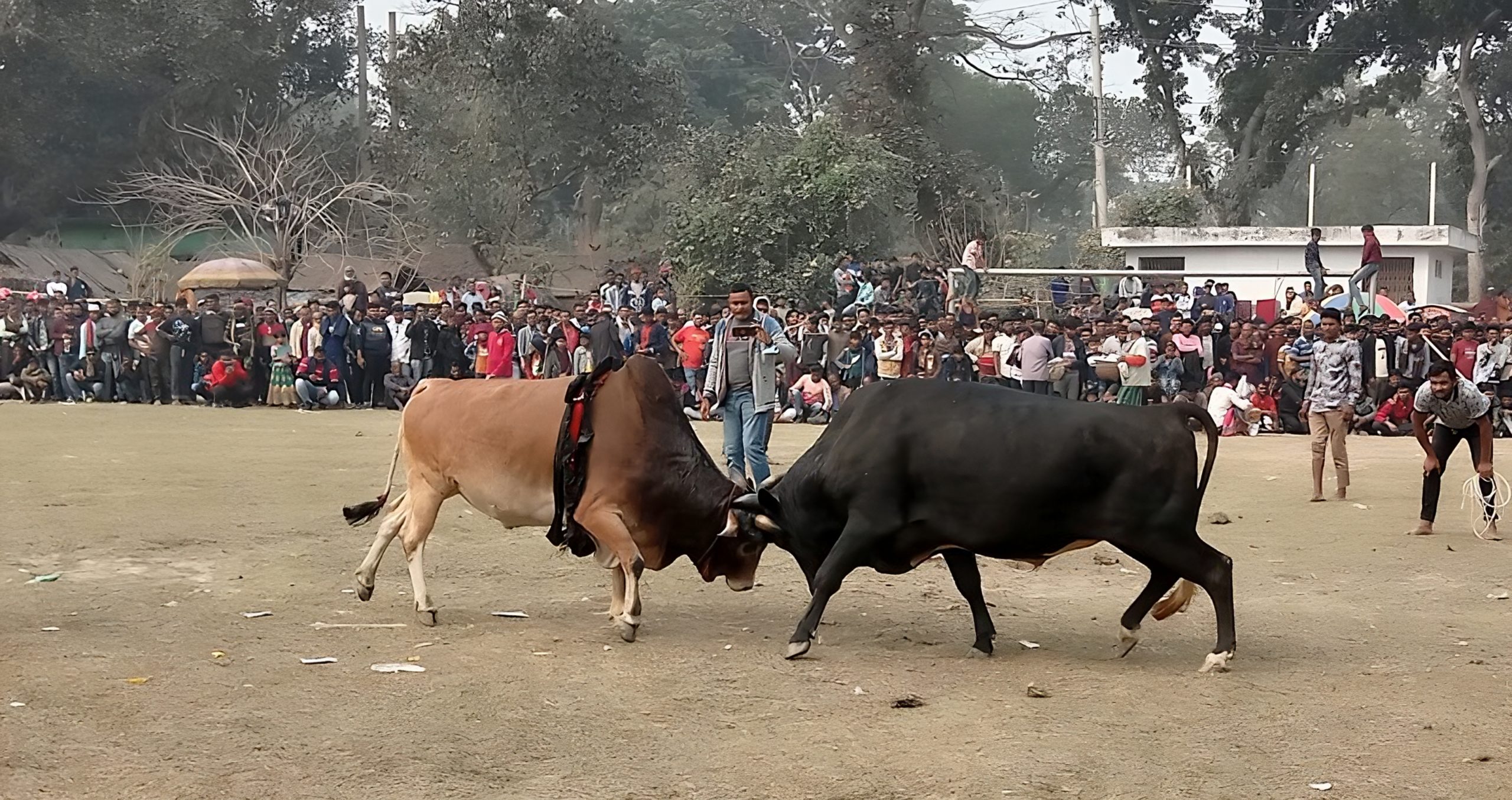 ঐতিহ্যবাহী ষাঁড়ের লড়াই