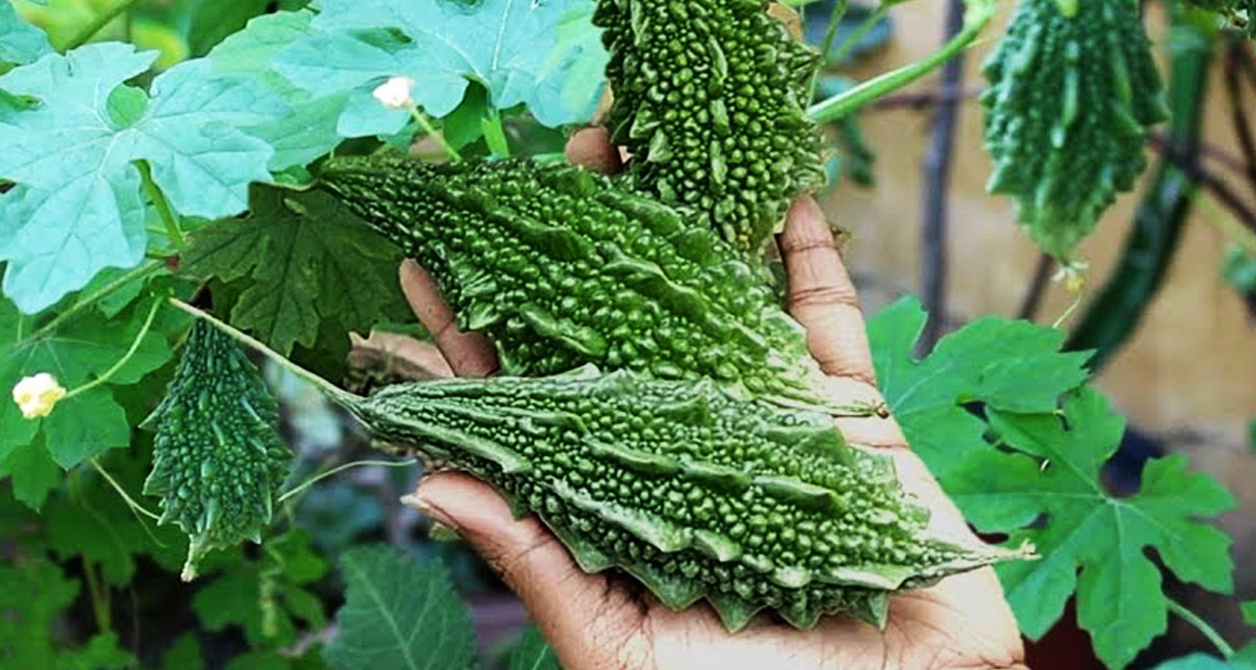করলা চাষ