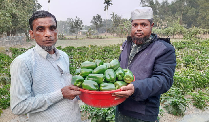 ক্যাপসিকাম