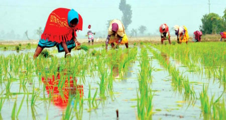 বোরো আবাদে