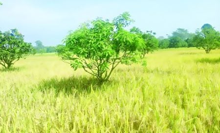 ব্রিধান৮৭