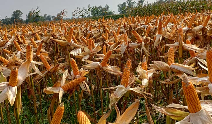 ভুট্টা