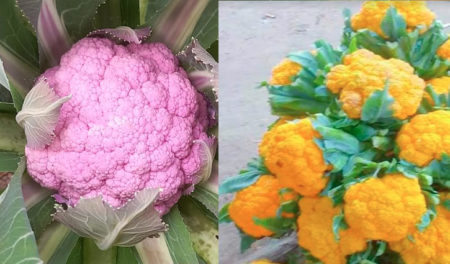 শেরপুরে রঙিন ফুলকপির বাম্পার ফলন