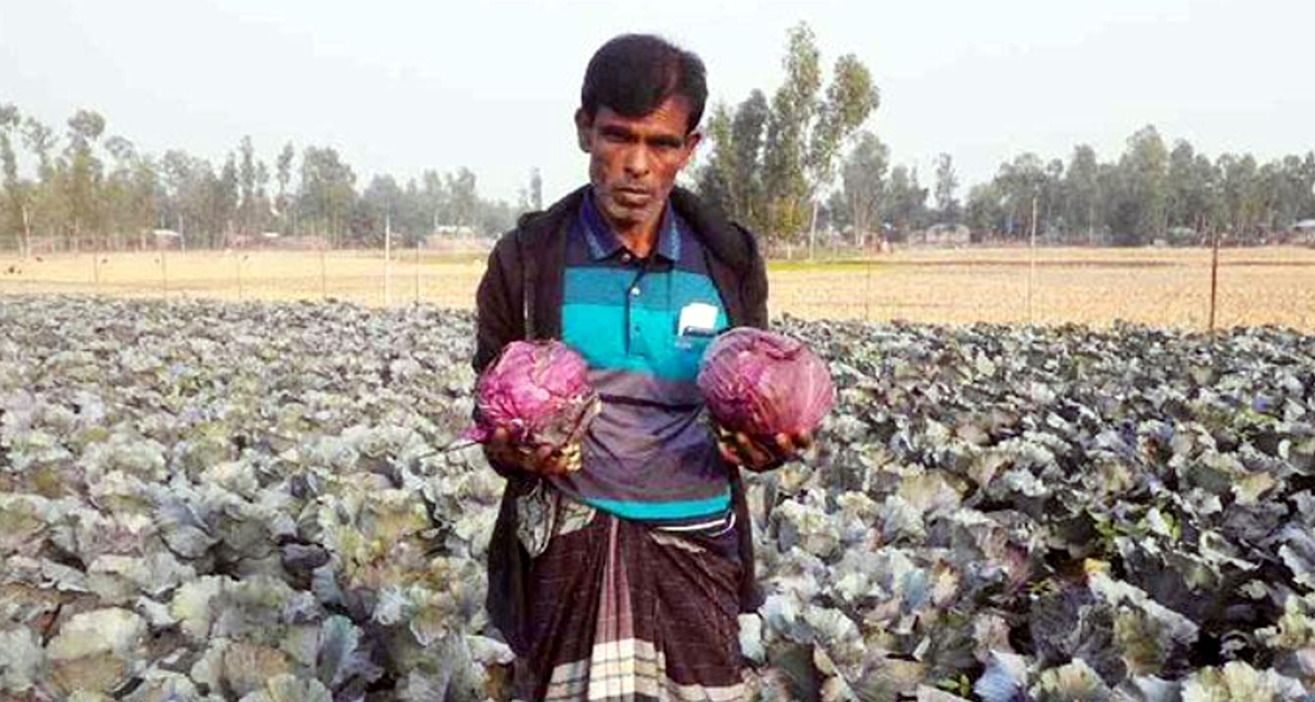 লাল বাঁধাকপি চাষ