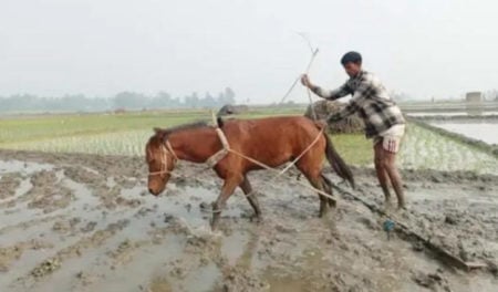 হালচাষ