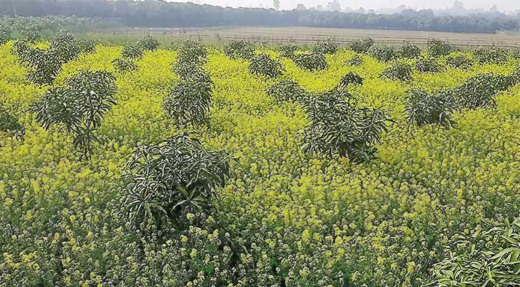 আম বাগানে সরিষা চাষ