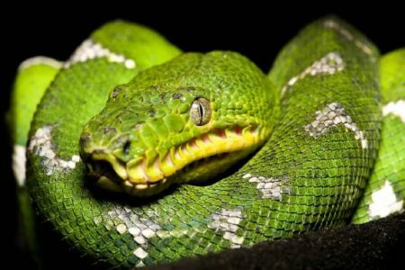 Emerald Tree Boa