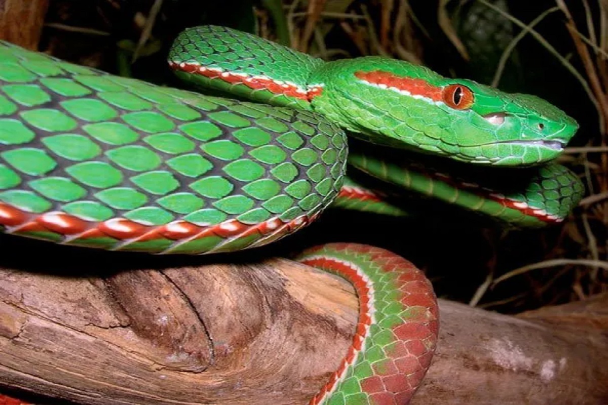 Emerald Green Pit Viper
