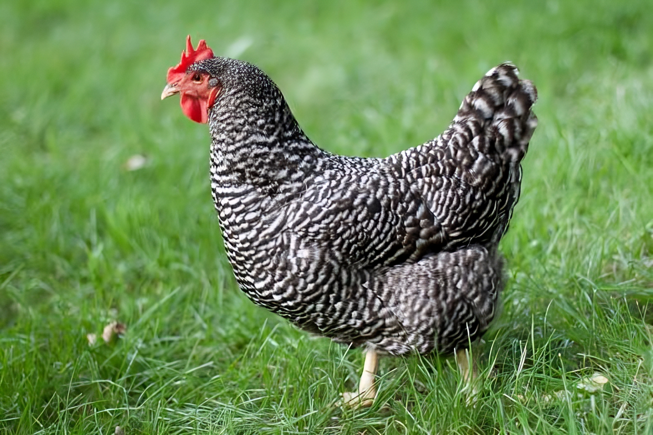 Plymouth-Rock-Chicken