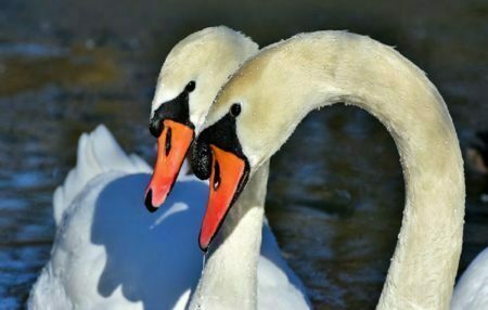 Mute Swan