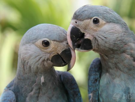 Spix's Macaw