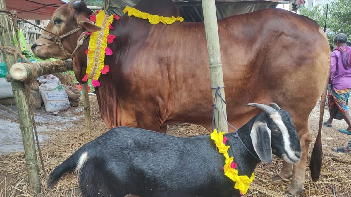গরু ও ছাগল