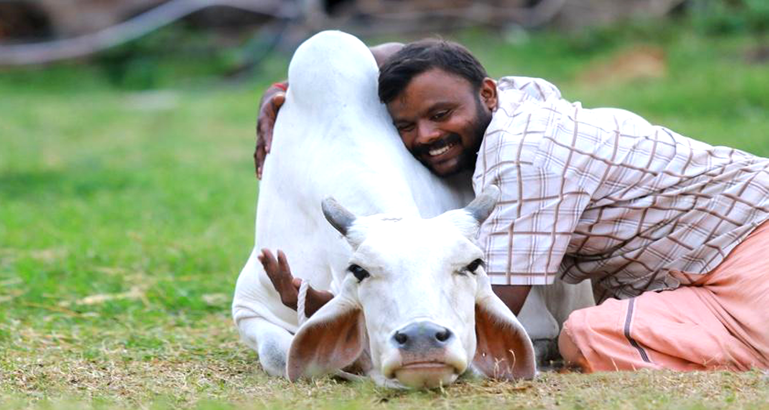 গরু জড়িয়ে ধরা দিবস