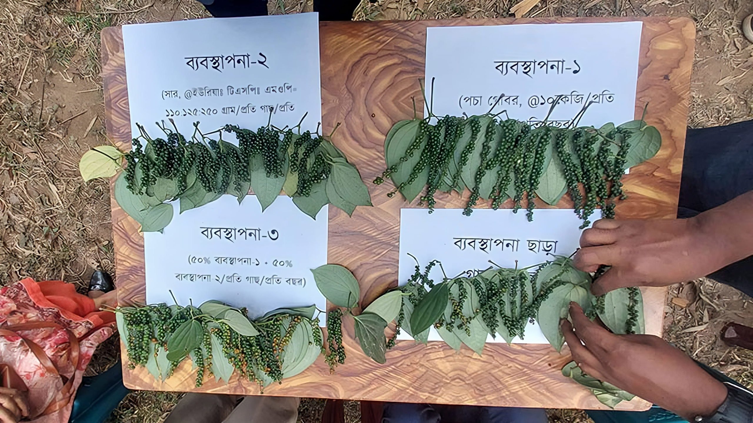 গোলমরিচ চাষ