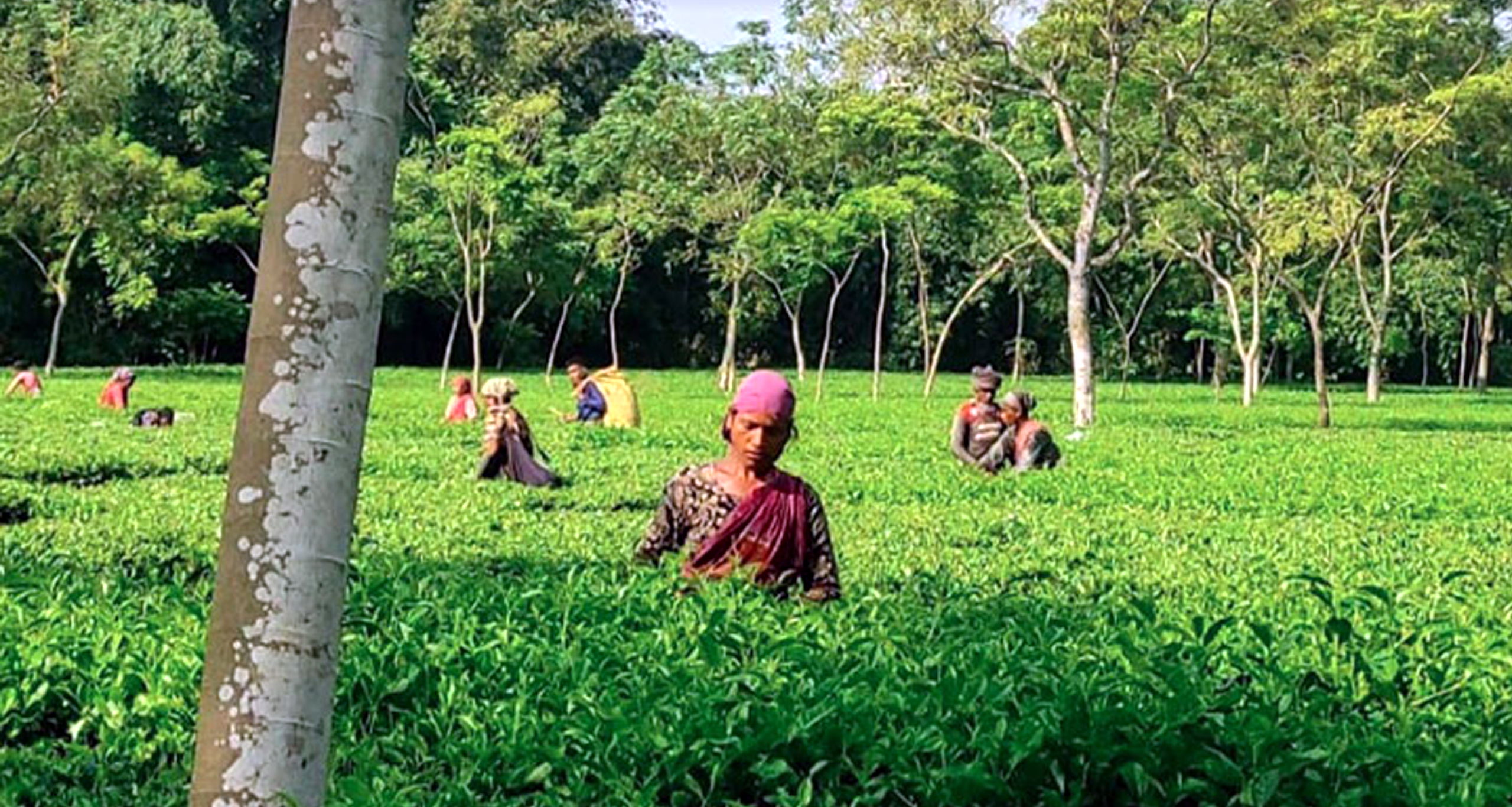 চায়ের উৎপাদন
