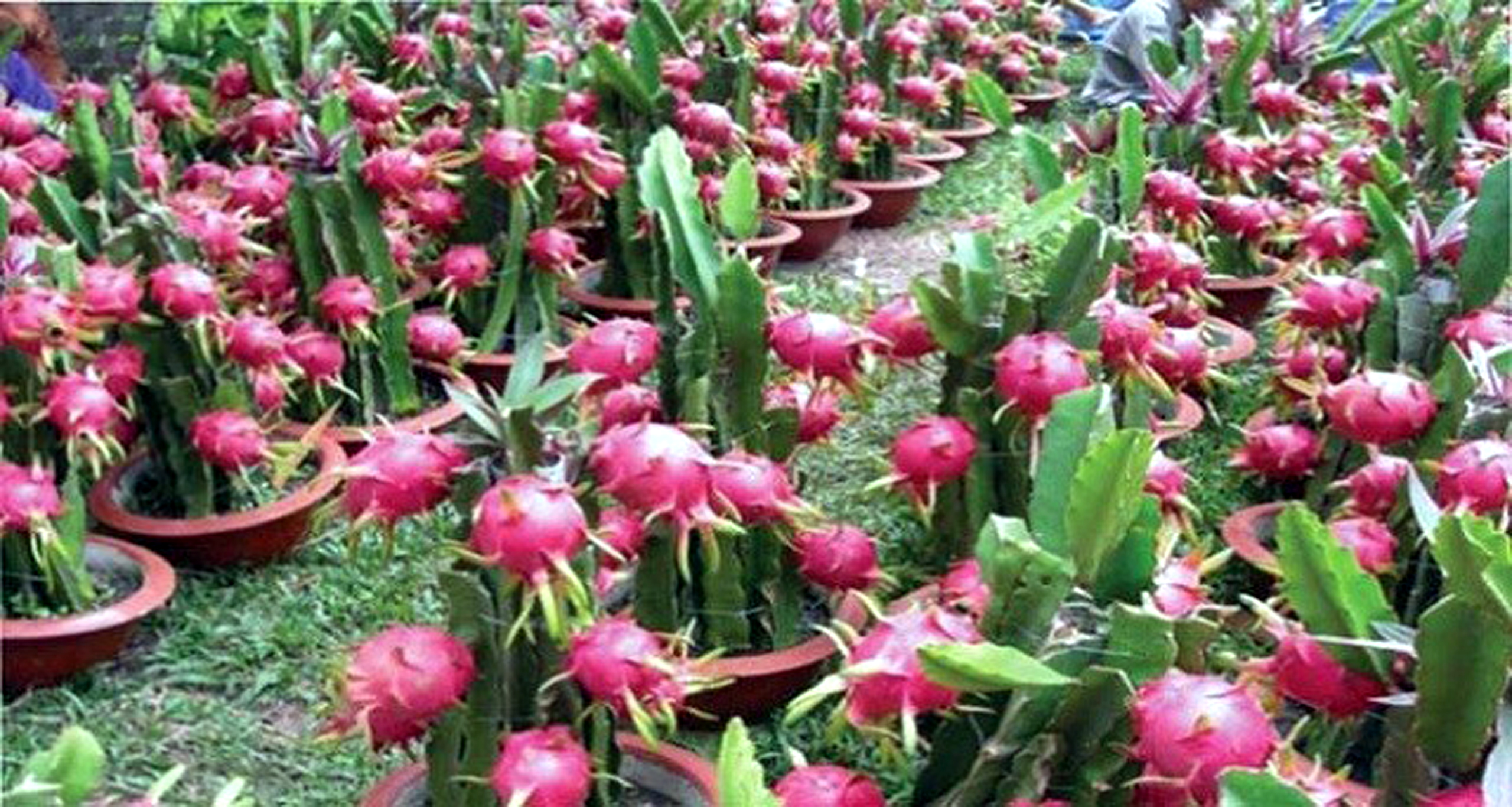 ছাদের টবে ড্রাগন ফল