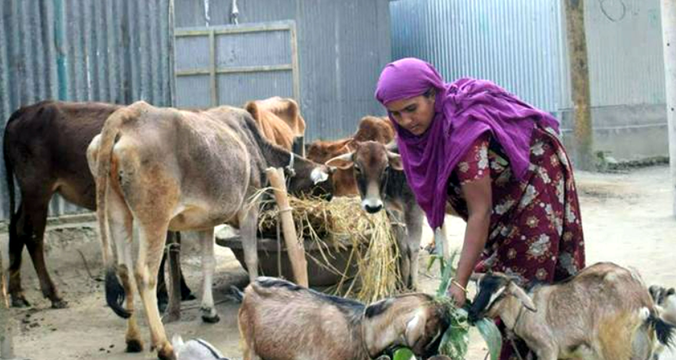 নিজ খামারের হাঁস-মুরগি