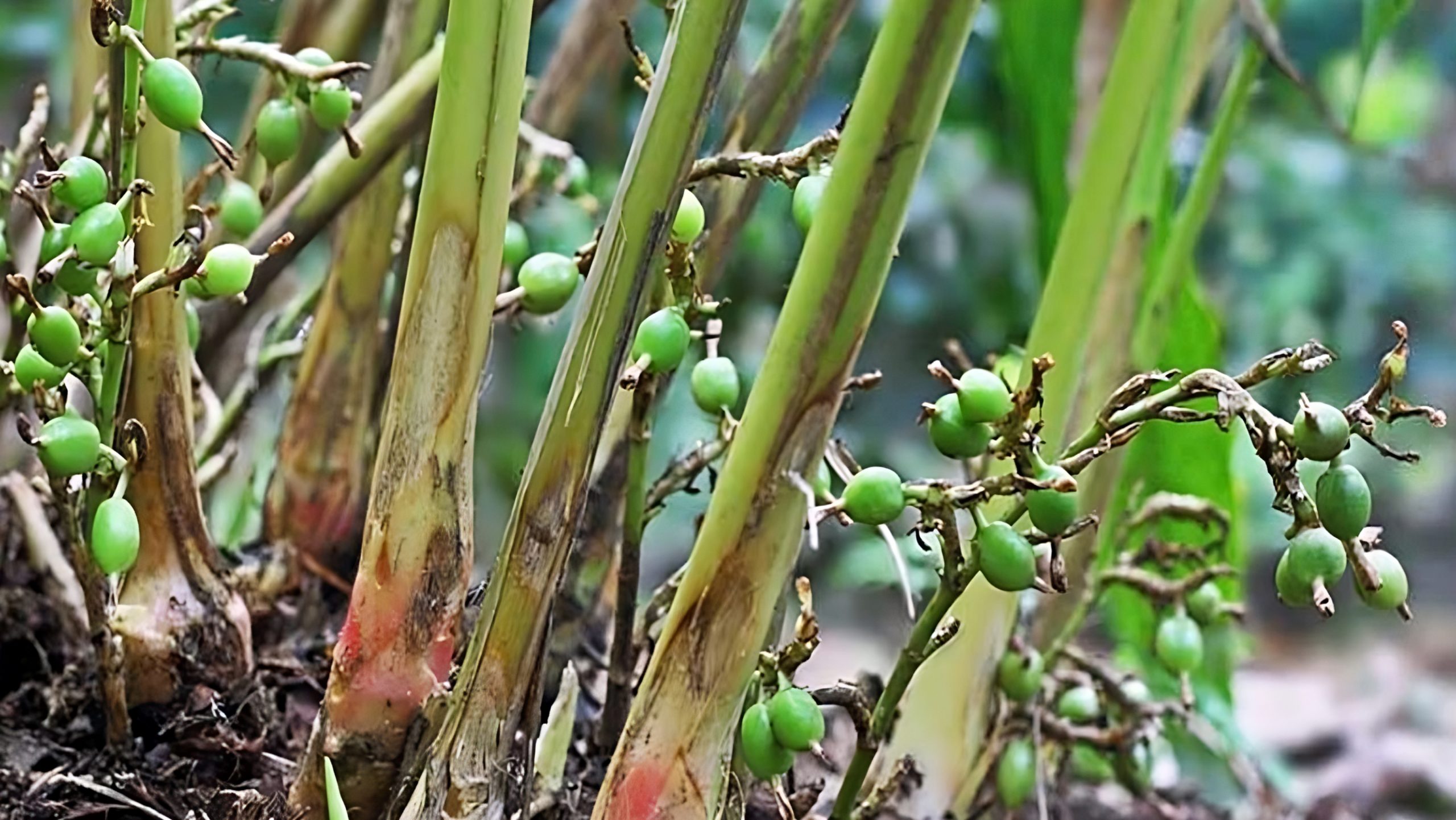 বাণিজ্যিক এলাচ চাষ